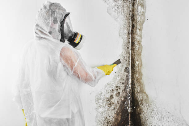 Best Mold Cleaning Services  in Spring Mount, PA