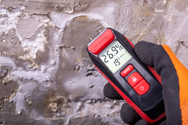 Best Attic Mold Removal  in Spring Mount, PA