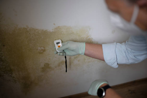 Best Mold Testing  in Spring Mount, PA