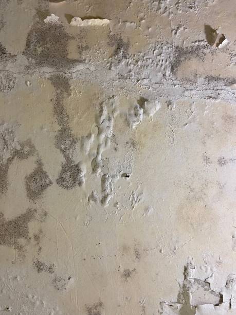 Best Certified Mold Removal  in Spring Mount, PA