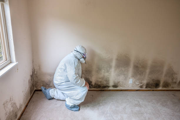 Best Best Mold Removal Companies  in Spring Mount, PA