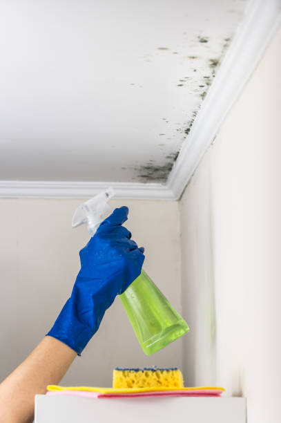 Home Mold Removal in Spring Mount, PA
